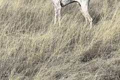 Dog Standing
